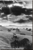 Los Olivo, California Stretched Canvas Print Los Olivo, California Stretched Canvas Print
