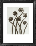 Adiantum Pedatum, Hair Fern Prints by Karl Blossfeldt