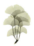 Ginko II Posters par Acee 