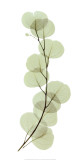 Eucalyptus Poster by Acee 
