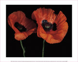 Papaver Orientale II Posters by Derek Harris