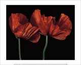 Papaver Orientale I Stampe di Derek Harris