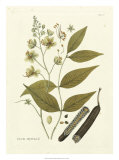 Nature's Elegance III Posters by J.j. Plenck Nature's Elegance III Posters by J.j. Plenck