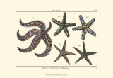 Sea Shells X Láminas por Denis Diderot