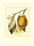 French Lemon Study II Affiches par A. Risso