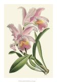 Delicate Orchid III Posters