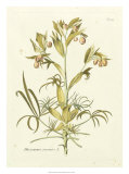 Nature's Elegance IV Prints by J.j. Plenck