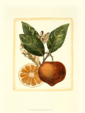 French Orange Study I Poster by A. Risso