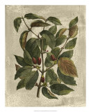 Deshayes Tree II Print by Gerard Paul Deshayes