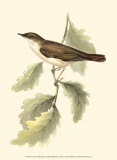 Nightingale Print by John Gould