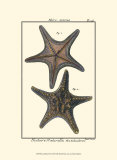 Sea Shells XII Affiches par Denis Diderot