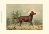 Irish Setter I Prints by Alexander Pope
