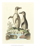 Aquatic Birds IV Print by George Edwards