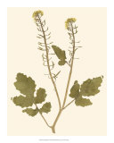 Pressed Botanical I Lámina