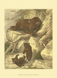 Small Brown Bear Print by Friedrich Specht