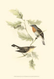 Red-Breasted Fly-Catcher Art par John Gould