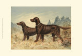 Irish Setter II Print by Alexander Pope