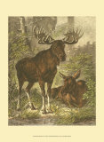 Small Moose Prints by Friedrich Specht