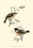 Stone-Chat Posters by John Gould