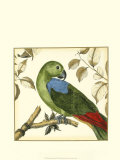 Tropical Parrot III Posters by Martinet 