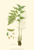 Curtis Ferns I Posters by Samuel Curtis
