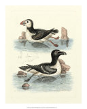 Aquatic Birds II Poster by George Edwards