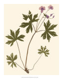 Pressed Botanical III Posters Pressed Botanical III Posters