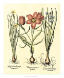 Bulb Garden IV Posters par Basilius Besler