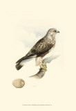 Meyer's Hawk II Posters par Meyer 