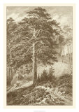 Sepia Wild Pine Prints by Ernst Heyn