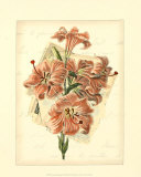Romantic Bouquet II Poster Romantic Bouquet II Poster