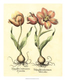 Bulb Garden III Affiches par Basilius Besler