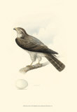 Meyer's Hawk I Prints by Meyer 
