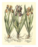Bulb Garden II Plakater av Basilius Besler Bulb Garden II Plakater av Basilius Besler