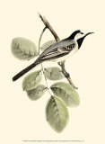 White Wagtail Prints by John Gould