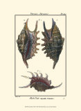 Sea Shells VIII Konst av Denis Diderot Sea Shells VIII Konst av Denis Diderot