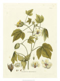 Nature's Elegance II Prints by J.j. Plenck
