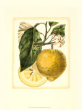 French Lemon Study I Posters by A. Risso