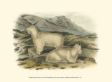 Schneeziege Poster von John James Audubon