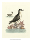 Aquatic Birds III Prints by George Edwards