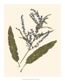 Pressed Botanical IV Plakater Pressed Botanical IV Plakater