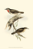 Gorget Warbler Poster by John Gould