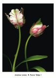 Parrot Tulips I Prints by Andrew Levine