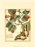 Whimsical Butterflies I Pósters