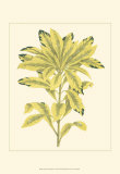 Tropical Variegation IV Prints