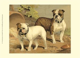 Bull Dogs Poster by Vero Shaw