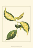 Tropical Variegation VI Prints