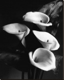 Four Lilies Stretched Canvas Print