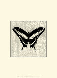 Classical Butterfly IV Art