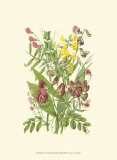 Summer Garden IX Print by Anne Pratt